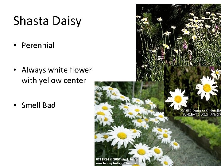 Shasta Daisy • Perennial • Always white flower with yellow center • Smell Bad