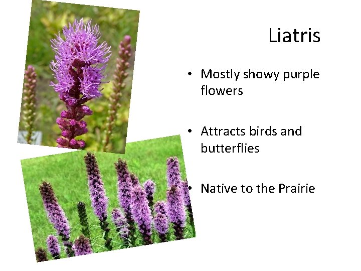 Liatris • Mostly showy purple flowers • Attracts birds and butterflies • Native to