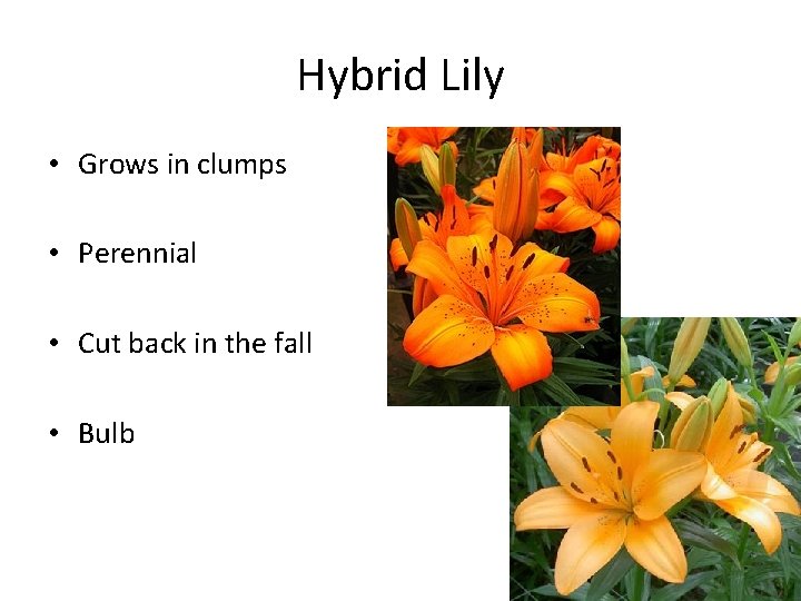 Hybrid Lily • Grows in clumps • Perennial • Cut back in the fall