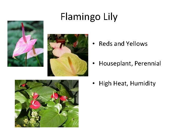 Flamingo Lily • Reds and Yellows • Houseplant, Perennial • High Heat, Humidity 