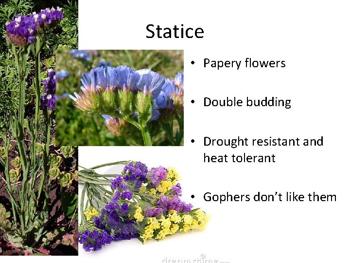 Statice • Papery flowers • Double budding • Drought resistant and heat tolerant •