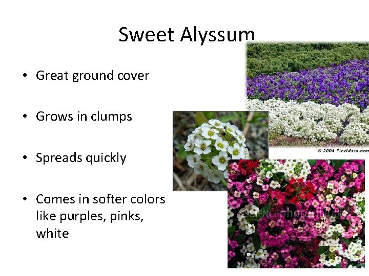 Sweet Alyssum • Great ground cover • Grows in clumps • Spreads quickly •