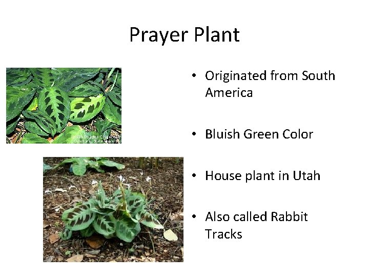 Prayer Plant • Originated from South America • Bluish Green Color • House plant