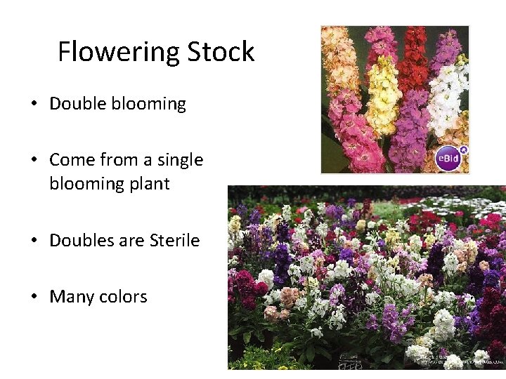 Flowering Stock • Double blooming • Come from a single blooming plant • Doubles