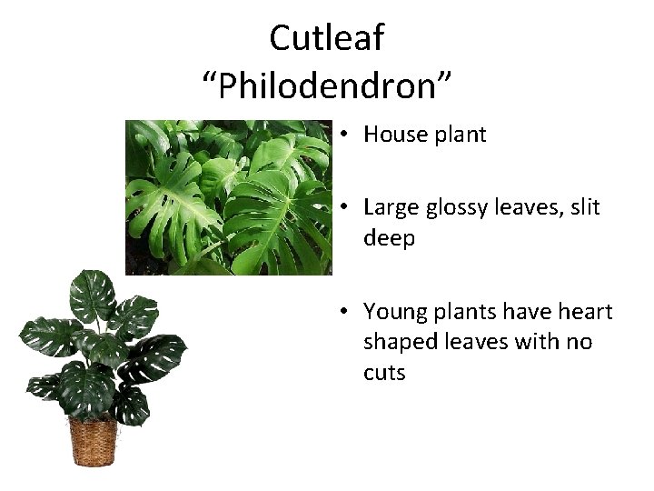 Cutleaf “Philodendron” • House plant • Large glossy leaves, slit deep • Young plants