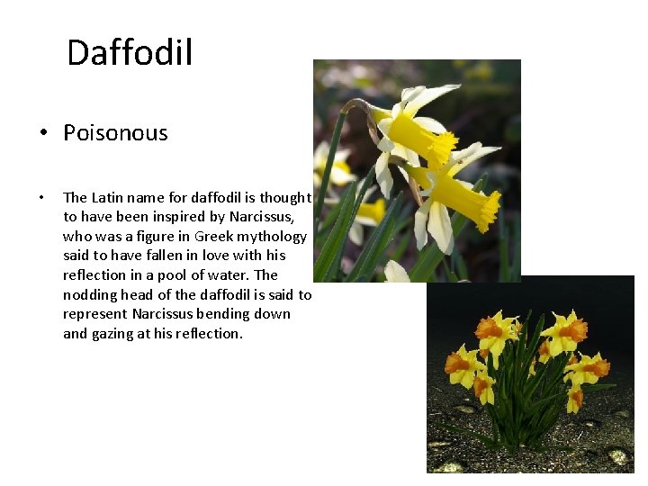 Daffodil • Poisonous • The Latin name for daffodil is thought to have been