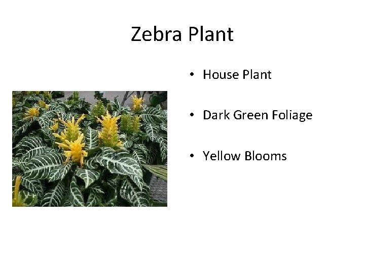 Zebra Plant • House Plant • Dark Green Foliage • Yellow Blooms 