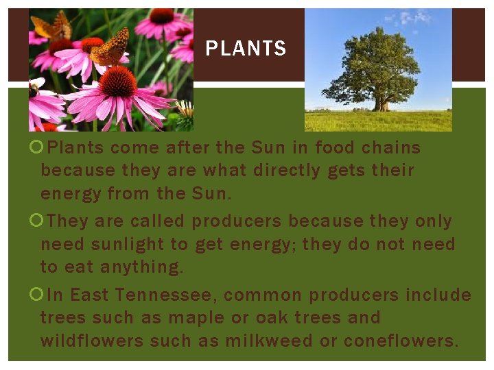 PLANTS Plants come after the Sun in food chains because they are what directly