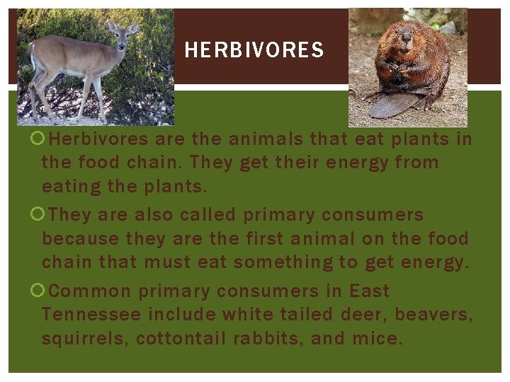 HERBIVORES Herbivores are the animals that eat plants in the food chain. They get