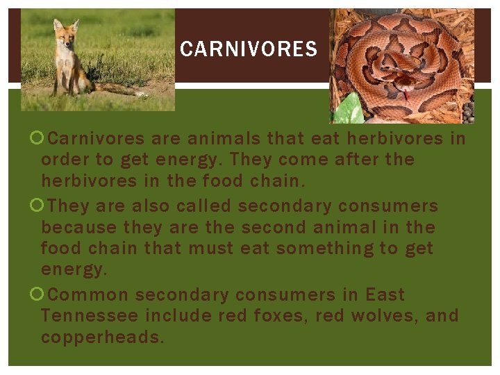 CARNIVORES Carnivores are animals that eat herbivores in order to get energy. They come