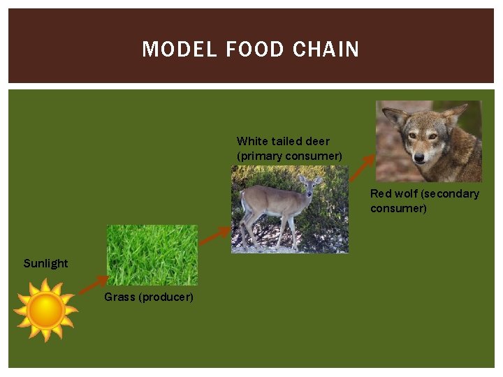 MODEL FOOD CHAIN White tailed deer (primary consumer) Red wolf (secondary consumer) Sunlight Grass