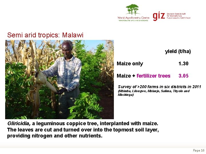 Semi arid tropics: Malawi yield (t/ha) Maize only 1. 30 Maize + fertilizer trees