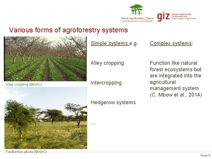 Various forms of agroforestry systems Alley cropping (©WAC) Simple systems e. g. Complex systems: