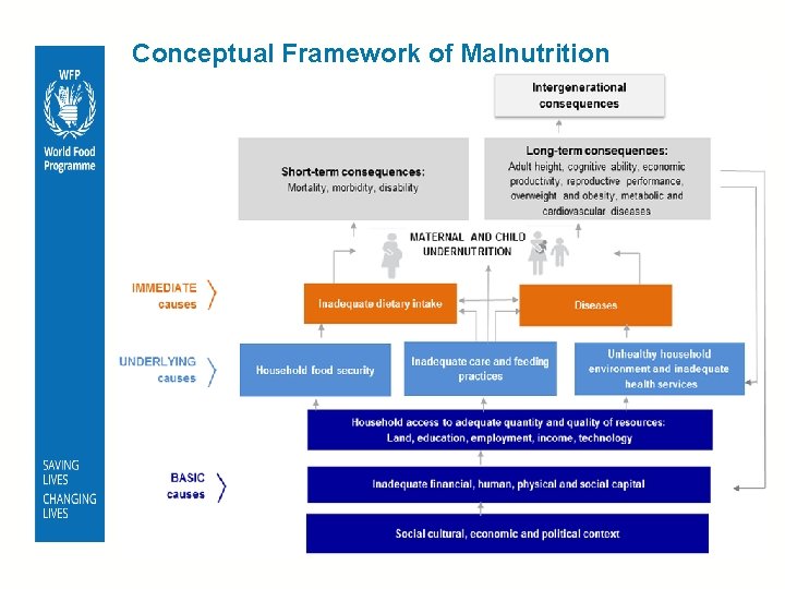 Conceptual Framework of Malnutrition 