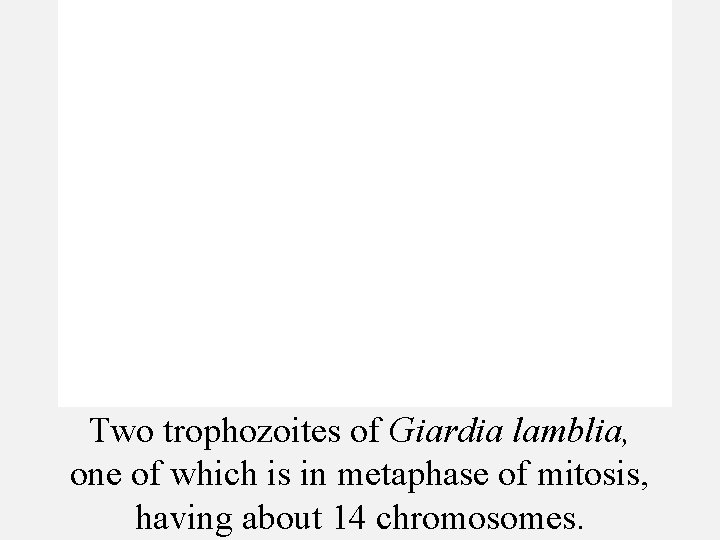 Two trophozoites of Giardia lamblia, one of which is in metaphase of mitosis, having