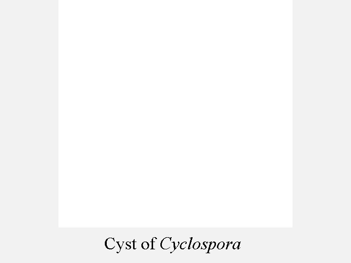 Cyst of Cyclospora 