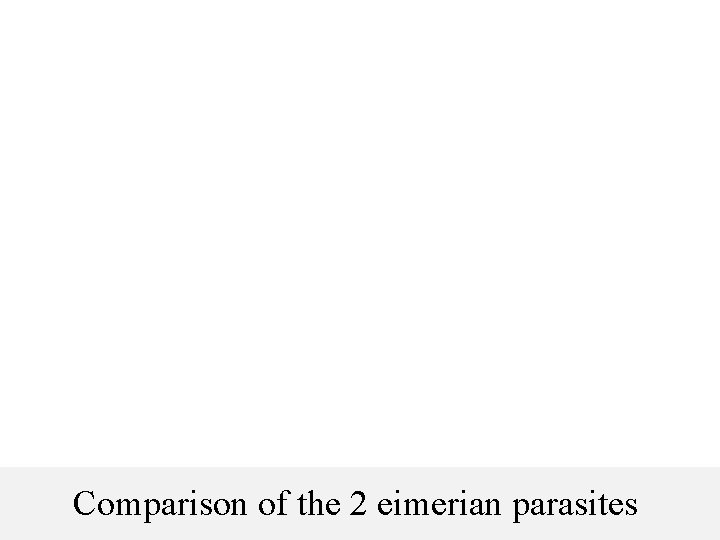 Comparison of the 2 eimerian parasites 