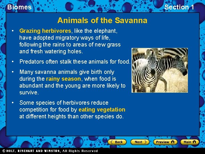 Biomes Section 1 Animals of the Savanna • Grazing herbivores, like the elephant, have Biomes Section 1 Animals of the Savanna • Grazing herbivores, like the elephant, have