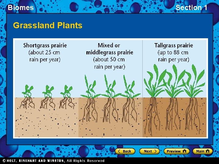 Biomes Grassland Plants Section 1 Biomes Grassland Plants Section 1