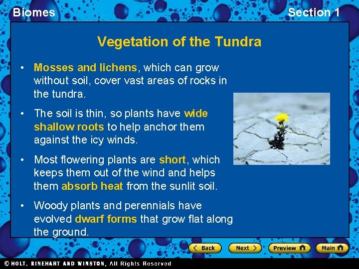 Biomes Section 1 Vegetation of the Tundra • Mosses and lichens, which can grow Biomes Section 1 Vegetation of the Tundra • Mosses and lichens, which can grow