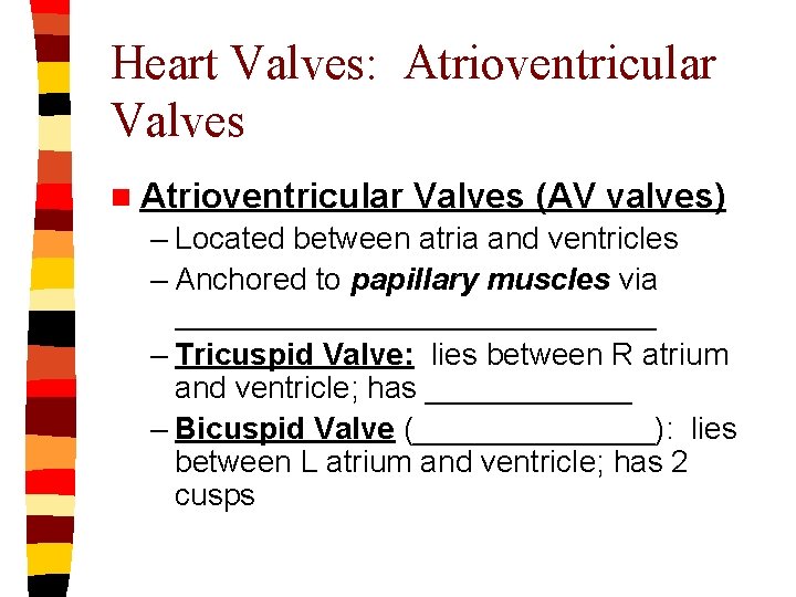 Heart Valves: Atrioventricular Valves n Atrioventricular Valves (AV valves) – Located between atria and