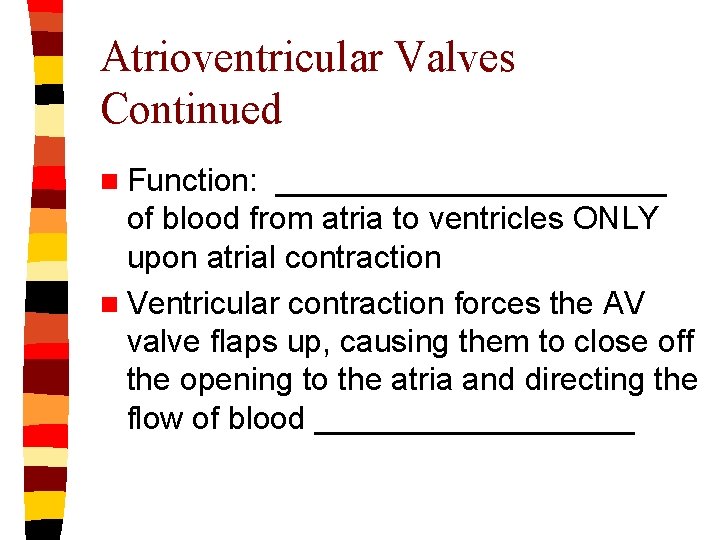 Atrioventricular Valves Continued n Function: ___________ of blood from atria to ventricles ONLY upon