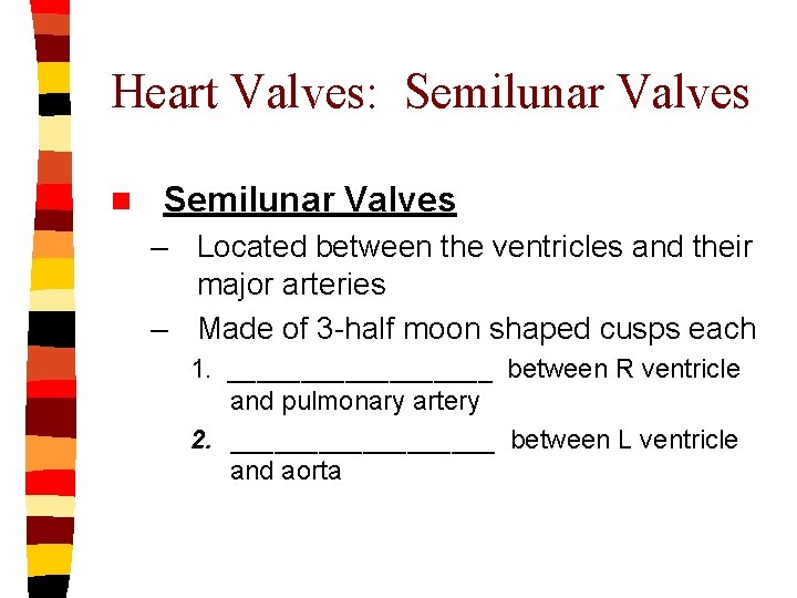 Heart Valves: Semilunar Valves n Semilunar Valves – Located between the ventricles and their