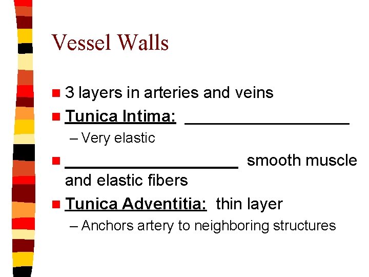 Vessel Walls n 3 layers in arteries and veins n Tunica Intima: _________ –