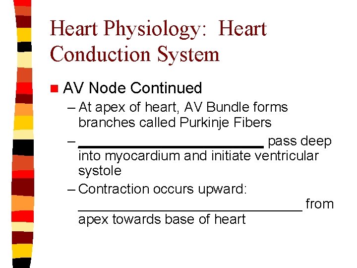 Heart Physiology: Heart Conduction System n AV Node Continued – At apex of heart,