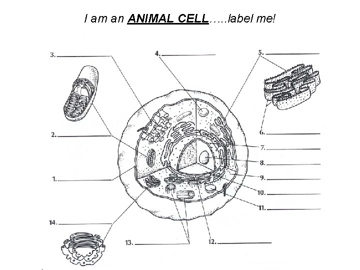 I am an ANIMAL CELL…. . label me! 