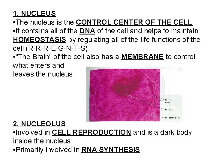 1. NUCLEUS • The nucleus is the CONTROL CENTER OF THE CELL • It