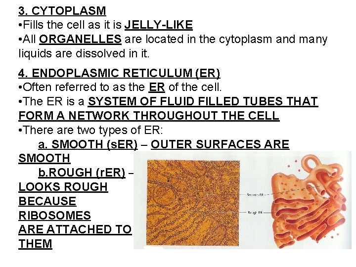 3. CYTOPLASM • Fills the cell as it is JELLY-LIKE • All ORGANELLES are