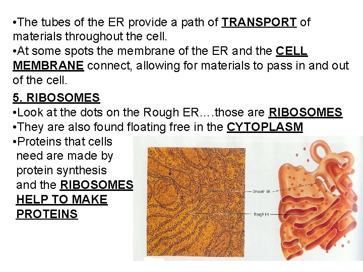  • The tubes of the ER provide a path of TRANSPORT of materials