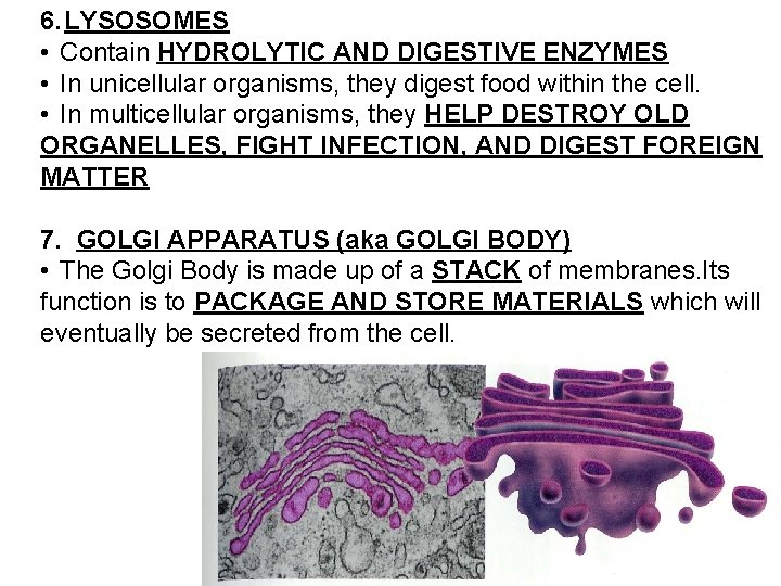 6. LYSOSOMES • Contain HYDROLYTIC AND DIGESTIVE ENZYMES • In unicellular organisms, they digest