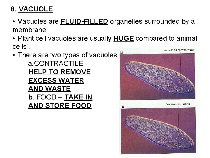 8. VACUOLE • Vacuoles are FLUID-FILLED organelles surrounded by a membrane. • Plant cell