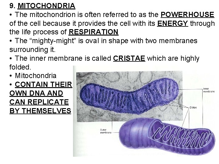 9. MITOCHONDRIA • The mitochondrion is often referred to as the POWERHOUSE of the