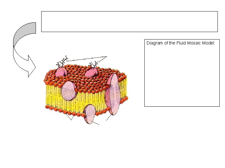 Diagram of the Fluid Mosaic Model: 