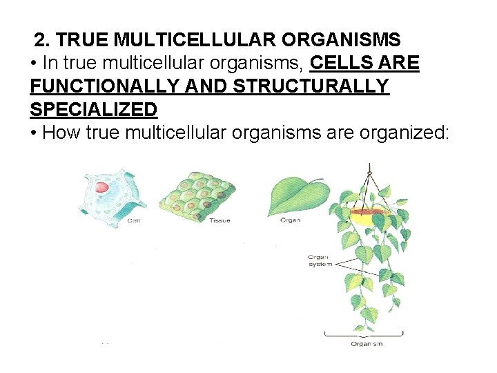  2. TRUE MULTICELLULAR ORGANISMS • In true multicellular organisms, CELLS ARE FUNCTIONALLY AND