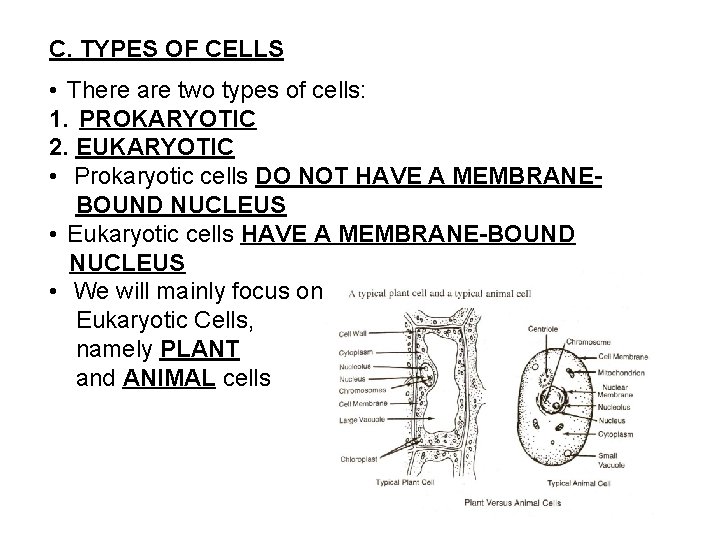C. TYPES OF CELLS • There are two types of cells: 1. PROKARYOTIC 2.