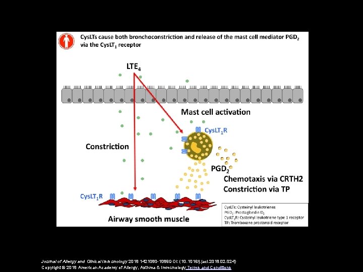 Journal of Allergy and Clinical Immunology 2018 1421080 -1089 DOI: (10. 1016/j. jaci. 2018.