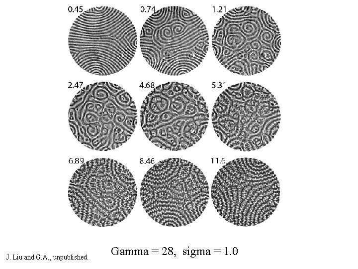 J. Liu and G. A. , unpublished. Gamma = 28, sigma = 1. 0