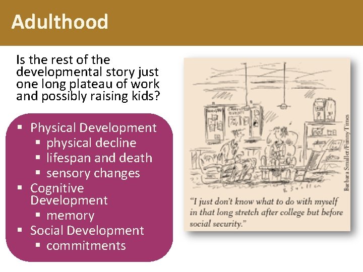 Adulthood Is the rest of the developmental story just one long plateau of work