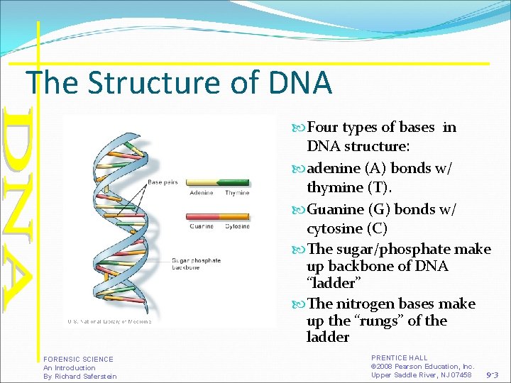 The Structure of DNA Four types of bases in DNA structure: adenine (A) bonds