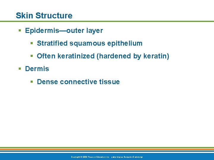 Skin Structure § Epidermis—outer layer § Stratified squamous epithelium § Often keratinized (hardened by