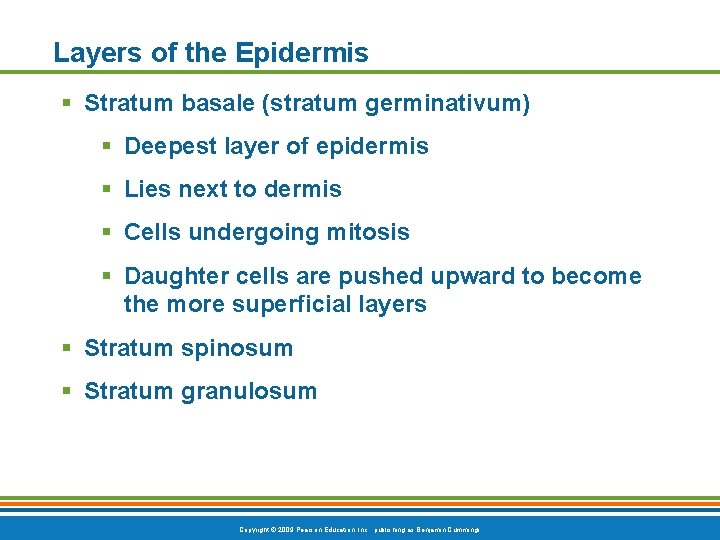 Layers of the Epidermis § Stratum basale (stratum germinativum) § Deepest layer of epidermis