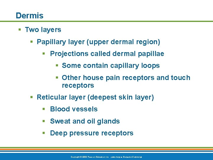 Dermis § Two layers § Papillary layer (upper dermal region) § Projections called dermal