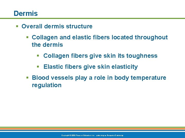 Dermis § Overall dermis structure § Collagen and elastic fibers located throughout the dermis