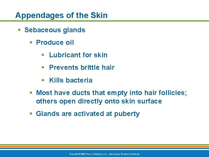 Appendages of the Skin § Sebaceous glands § Produce oil § Lubricant for skin