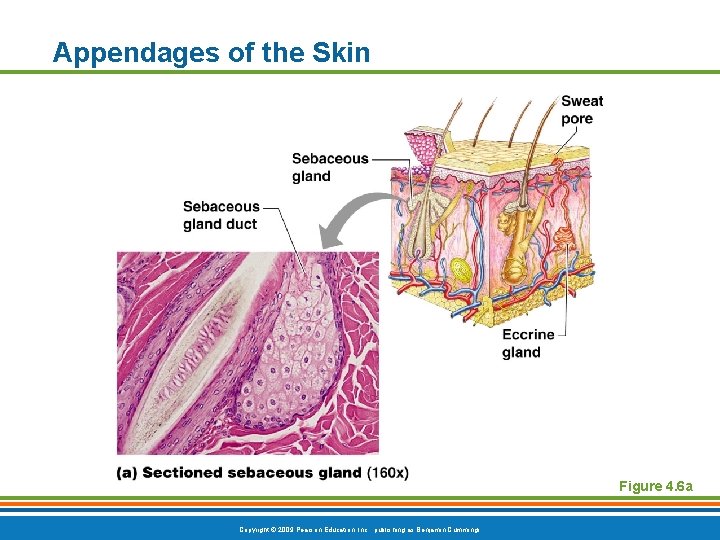 Appendages of the Skin Figure 4. 6 a Copyright © 2009 Pearson Education, Inc.