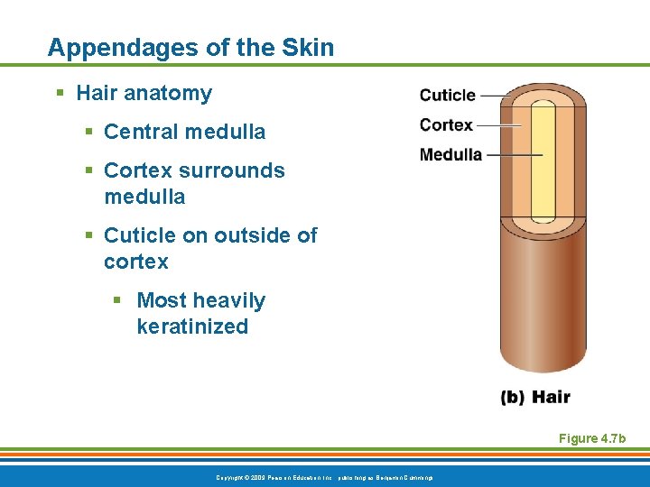 Appendages of the Skin § Hair anatomy § Central medulla § Cortex surrounds medulla